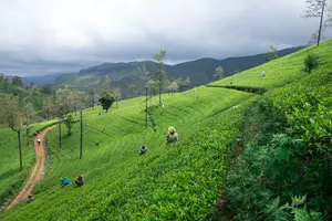 Nishani Hills, Coorg, Karnataka - photo 1