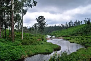Valparai, Western Ghats, Tamil Nadu - photo 4