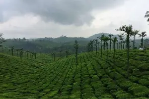 Valparai, Western Ghats, Tamil Nadu - photo 2